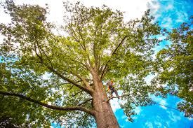 Best Arborist Consultation Services  in Kingsport, TN