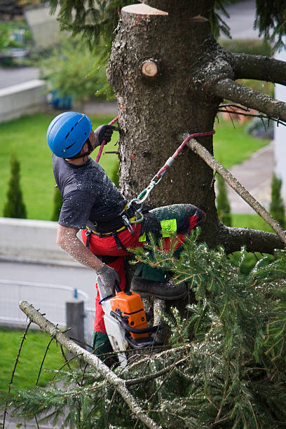 Best Lawn Mowing  in Kingsport, TN