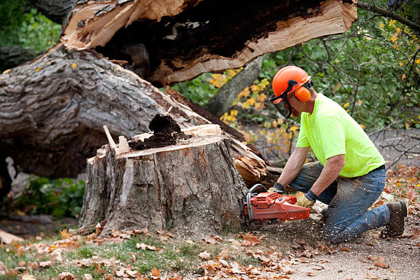 Mulching Services in Kingsport, TN