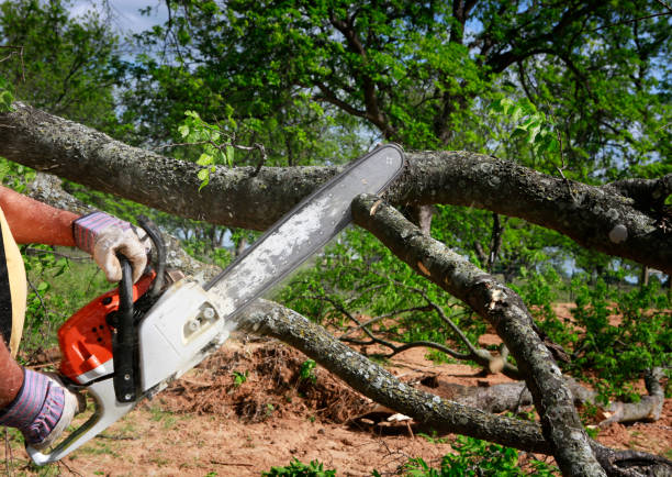 Best Tree Disease Treatment  in Kingsport, TN